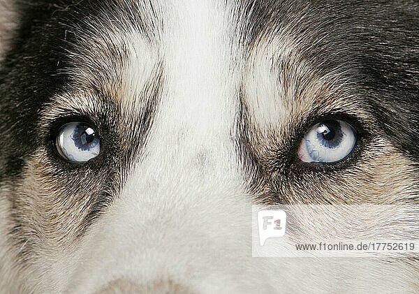 Haushund  Siberian Husky  erwachsen  Nahaufnahme der Augen