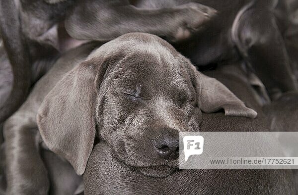 Haushund  Weimaraner  blaue kurzhaarige Varietät  Welpen  schlafend