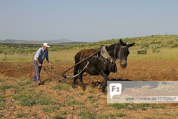 Farmer with mule pulling plough  ploughing field in steppe  Extremadura  Spain  Europe