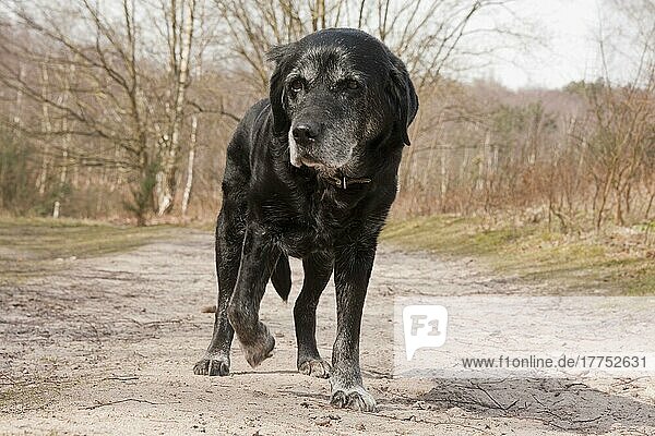 Haushund  Schwarzer Labrador Retriever  ältere erwachsene Hündin  fünfzehn Jahre alt  auf Fährten in der Heide unterwegs  Surrey  England  April