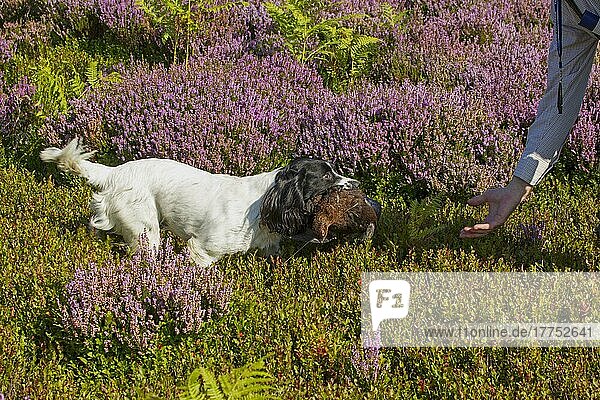 Haushund  Arbeitsspaniel  erwachsen  mit erlegtem Rothuhn (Lagopus lagopus scoticus) im Maul  apportierendes Wild im Heidemoorgebiet  Yorkshire  England  August