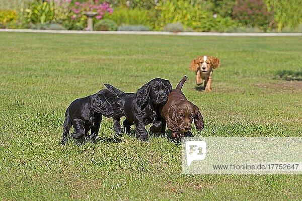 Haushund  English Cocker Spaniel  vier Welpen  verschiedene Fellfarben  spielt auf dem Rasen  Norfolk  England  August