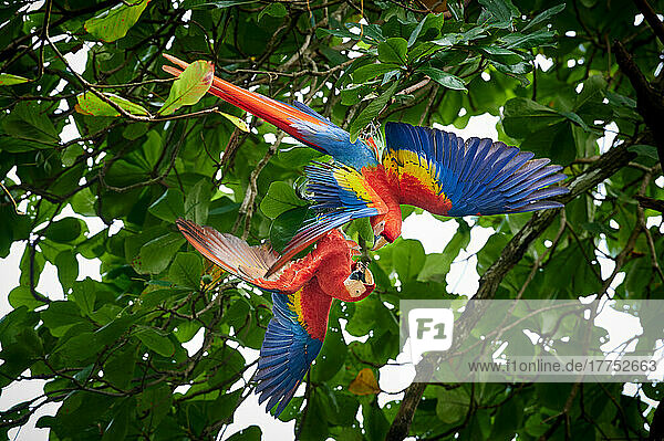 ein Paar Hellrote Ara (Ara macao)  auch Arakanga genannt  Nationalpark Corcovado  Osa Peninsula  Costa Rica  Zentralamerika |pair of Scarlet macaw (Ara macao)  Corcovado National Park  Osa Peninsula  Costa Rica  Central America|