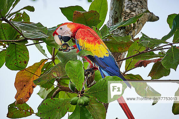 Hellrote Ara (Ara macao)  auch Arakanga genannt  Nationalpark Corcovado  Osa Peninsula  Costa Rica  Zentralamerika |Scarlet macaw (Ara macao)  Corcovado National Park  Osa Peninsula  Costa Rica  Central America|