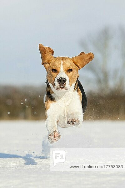 Haushund  Beagle  erwachsen  läuft auf schneebedecktem Feld  Norfolk  England  Januar