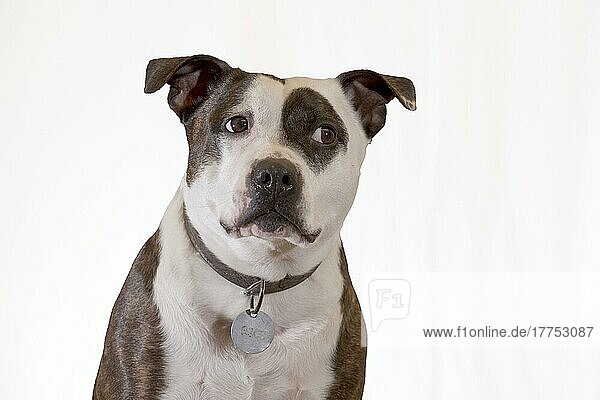 Haushund  Staffordshire Bull Terrier  erwachsener Rüde  Nahaufnahme des Kopfes  mit Halsband und Erkennungsmarke