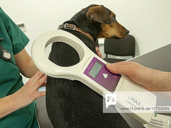 Haushund  Mischling  erwachsen  wird vom Tierarzt in der Tierarztpraxis auf Mikrochips gescannt  England  Februar