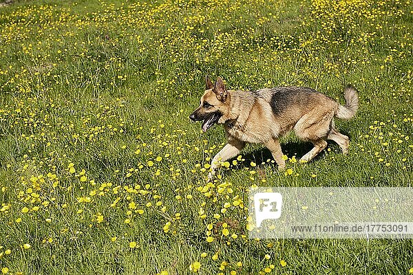 Haushund  Deutscher Schäferhund  erwachsen  Spaziergang im Feld mit blühenden Butterblumen  England  Juni