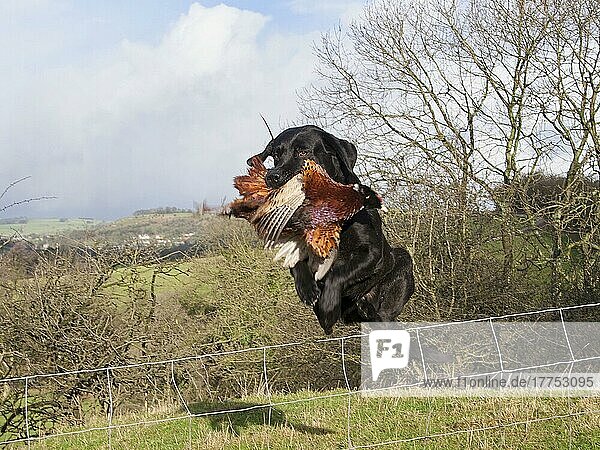Haushund  Schwarzer Labrador Retriever  erwachsen  hält geschossenen Fasan (Phasianus colchicus) im Maul  springt über den Drahtzaun und apportiert Wild am Schuss  England  Februar
