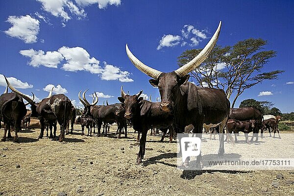 Hausrinder  Ankole-Watusi-Kühe und -Kälber  Herde auf integrierter Ranch und Wildtierschutz  Ol Pejeta Conservancy  Bezirk Laikipia  Kenia  Februar  Afrika
