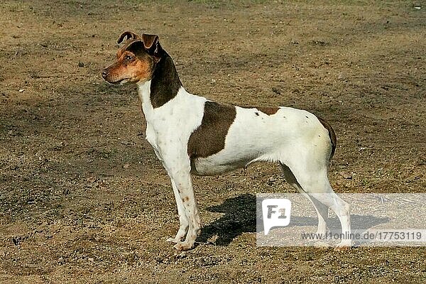 Haushund  Brasilianischer Terrier  erwachsene Hündin  stehend