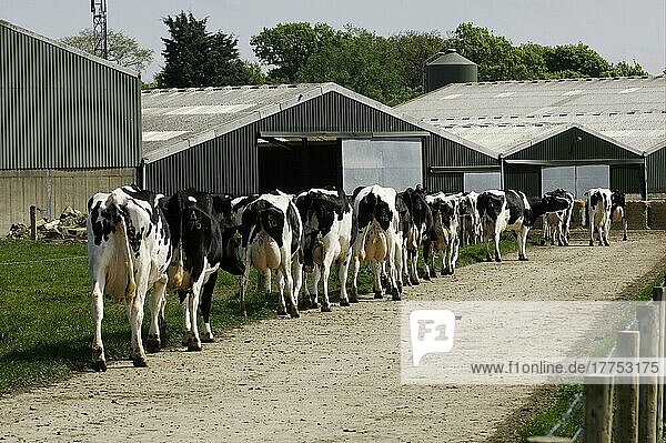 Hausrind  Holstein Friesian  Herde kommt zum Melken auf den Hof  Cumbria  England  Großbritannien  Europa
