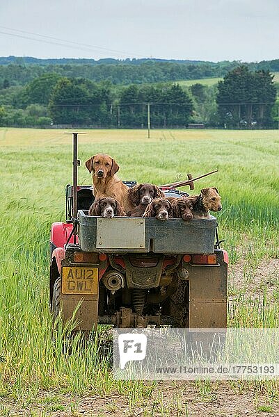 Haushund  englischer Springer Spaniel  Labrador Retriever und Terrier  Erwachsene  Arbeitshunde auf dem Quad eines Wildhüters im Feld  Norfolk  England  Juni