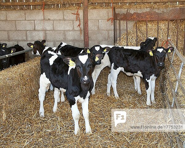 Hausrinder  Milchkälber vom Typ Holstein Friesian  auf Stroheinstreu im Stall stehend  auf Bio-Bauernhof  Shropshire  England  März