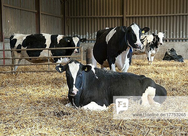 Hausrinder  Milchkühe vom Typ Holstein Friesian  Herde im Strohhof  auf Biobetrieb  Shropshire  England  März