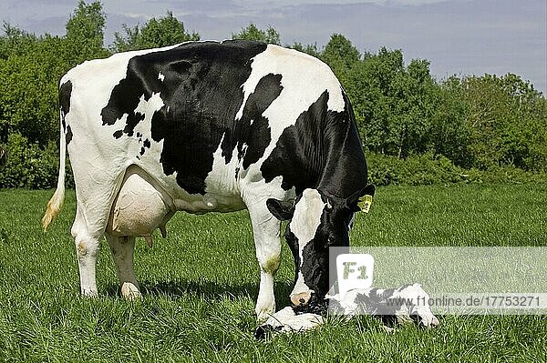 Hausrind  Holstein Friesian  Kuh mit neugeborenem Kalb  im Feld liegend  Carlisle  Cumbria  England  Großbritannien  Europa