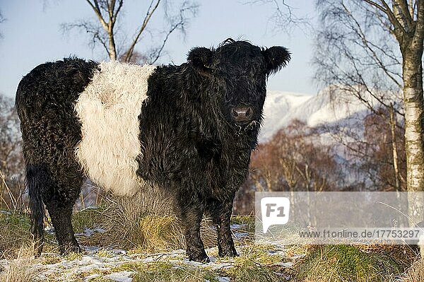 Domestic cattle  Belted Galloway  cow  wintering on rough ground  part of conservation plan  Cumbria  England  winter