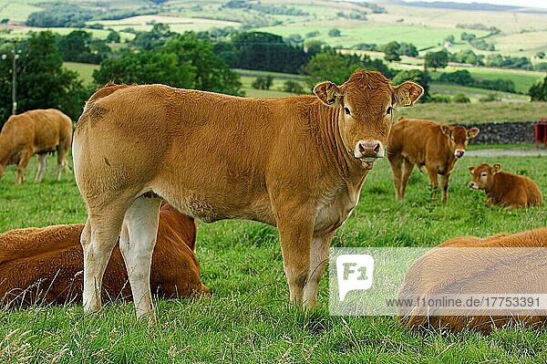 Domestic Cattle  Limousin heifer  standing in pasture with herd  Lancashire  England  United Kingdom  Europe