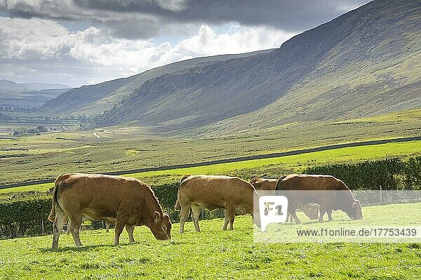 Hausrind  Limousin-Stier und Kühe  auf der Weide weidend  Blick Richtung Mungrisedale  nahe Hesket Newmarket  Cumbria  England  September