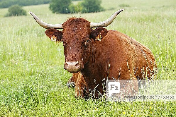Hausrind  Salers-Kuh  auf der Weide ruhend  Region Lot  Frankreich  Juni  Europa