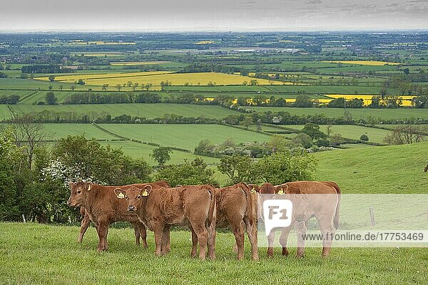 Domestic Cattle  Stabiliser calves  herd standing in pasture  Yorkshire  England  United Kingdom  Europe