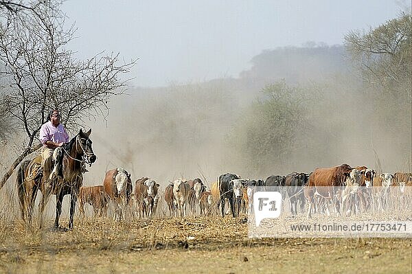Domestic cattle  herd of cattle herded by gauchos  Salta  Argentina  South America