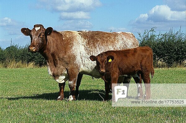 Domestic cattle  bovine shorthorn and calf  standing in field  Cambridgeshire  England  United Kingdom  Europe