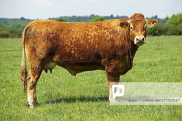 Domestic Cattle  Limousin cow  standing in pasture  England  United Kingdom  Europe