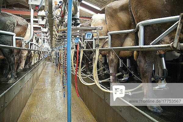 Milchwirtschaft  Melkstand mit gemolkenen Brown Swiss Milchkühen  Cheshire  England  März