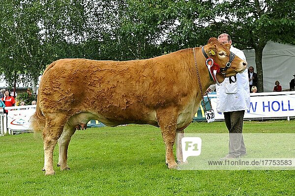 Domestic Cattle  Limousin cow  champion at agricultural show  England  United Kingdom  Europe