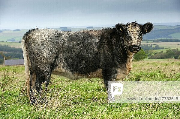 Domestic cattle  Galloway x white-breed shorthorn blue-grey heifer  standing on mountain pasture  England  United Kingdom  Europe