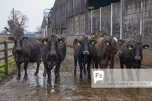 Hausrind  Braunvieh und Braunvieh kreuzen Milchkühe  Herde steht auf dem Hof  Nantwich  Cheshire  England  Februar
