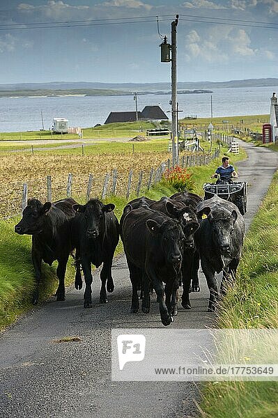 Hausrinder  Rinderherde  die auf einer einspurigen Straße mit einem Crofter auf einem Quad getrieben wird  Isle of Tiree  Innere Hebriden  Schottland  August