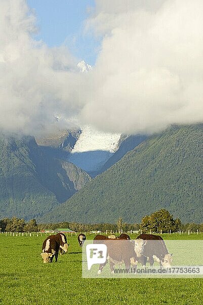 Hausrind  Hereford-Herde  auf der Weide weidend  Fox Glacier  Westland N. P. Südalpen  Südinsel  Neuseeland  Ozeanien