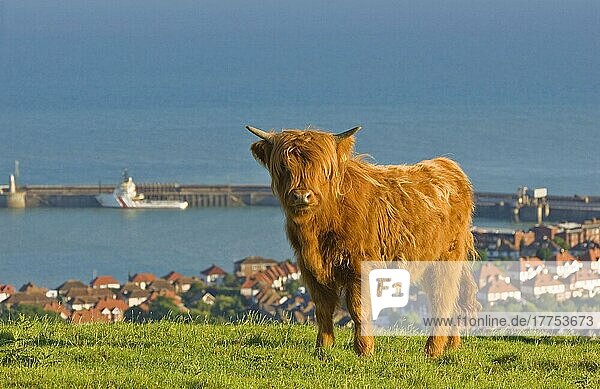 Highland Cattle  calf  used as habitat managment on coastal nature reserve  North Downs  Folkestone  Kent  England  United Kingdom  Europe