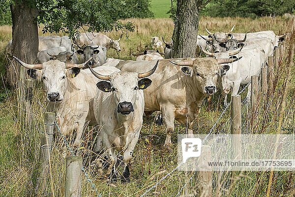 Hausrinder  White Park  Stier und Kühe  Herde steht in beschränktem Weidegang auf SSSI-Land  Gisburn  Lancashire  England  August