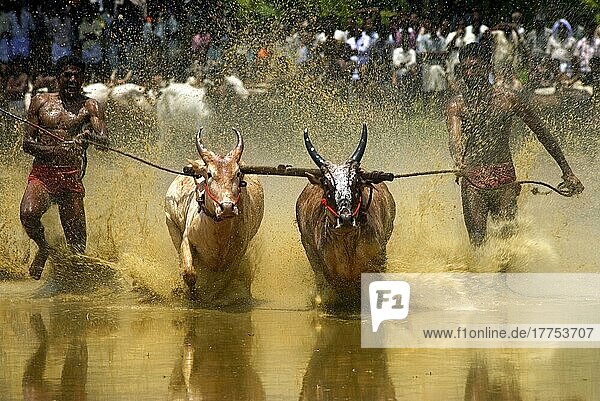 Domestic cattle  zebu and attendants at a bullock race  sporting activity after the monsoon  in the water of a paddy field  Kerala  India  Asia