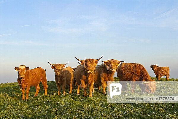 Highland Cattle  herd  used as habitat managment on coastal nature reserve  North Downs  Folkestone  Kent  England  United Kingdom  Europe