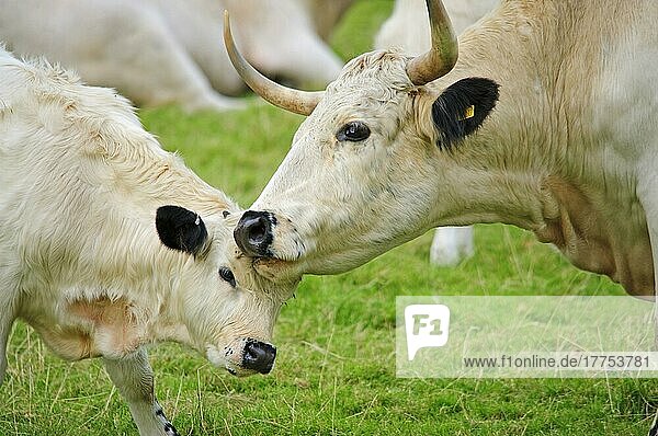 Hausrind  White Park-Kuh und -Kalb  Nahaufnahme der Köpfe  Llandeilo  Carmarthenshire  Wales
