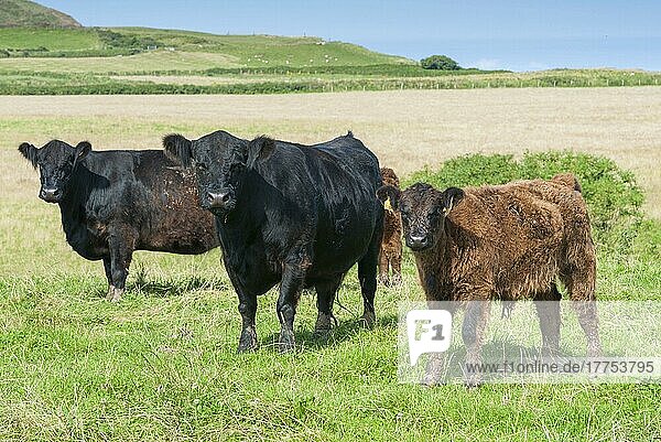 Hausrinder  Galloway-Kühe und -Kälber  auf der Küstenweide stehend  Braut  Isle of Man  August  Europa