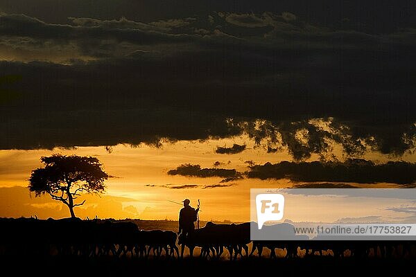 Domestic cattle  herd herded by Maasai tribesmen  silhouetted at sunset  Masai Mara National Reserve  Kenya  Africa