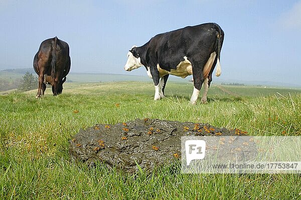 Erwachsene Erwachsene der Gelben Dungfliege (Scathophaga stercoraria)  Gruppe auf frischer Kuhfladen  mit Rindern auf der Weide  Powys  Wales