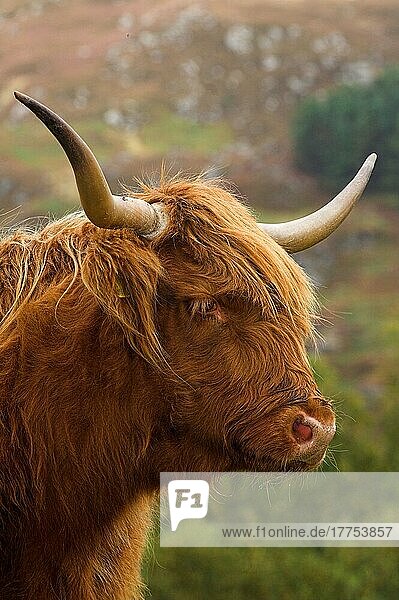 Hochlandrind  Kuh  Nahaufnahme des Kopfes  Highlands  Perthshire  Schottland  Großbritannien  Europa