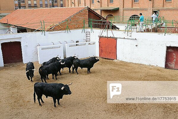Stierkampf  sechs Stiere  zwei für jeden Matador einer einzelnen Corrida-Veranstaltung  warten auf den Einzug in die Stierkampfarena  Spanien  September  Europa