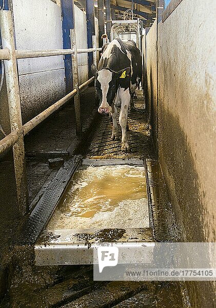Milchviehhaltung  Holstein-Kühe durchlaufen nach dem Melken im Alpha Laval 50-Punkt-Kreiselmelkstand ein Formaldehyd-Fußbad  Lancashire  England  April