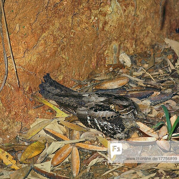 Langschwanz-Nachtschwalbe (Caprimulgus macrurus)  Langschwanz-Nachtschwalben  Nachtschwalbe  Nachtschwalben  Tiere  Vögel  Large-tailed Nightjar adult  sitting on nest with two young  Australia