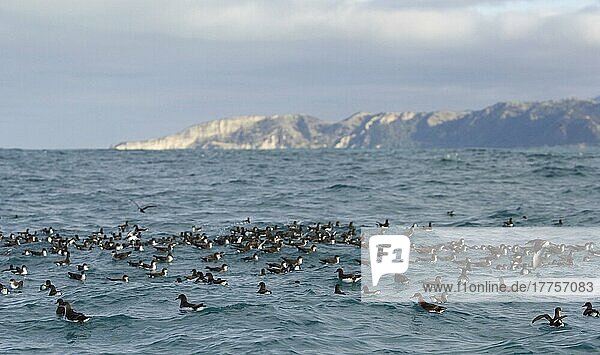 Herde von Hutton-Sturmtauchern (Puffinus huttoni)  schwimmend auf See  Kaikoura  Südinsel  Neuseeland  Ozeanien