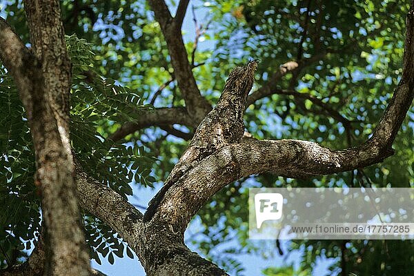 Riesentagschläfer (Nyctibius grandis)  Riesen-Tagschläfer  Riesentagschläfer  Riesen-Tagschläfer  Tiere  Vögel  Great Potoo adult  roosting during daytime  camouflaged on tree Venezuela