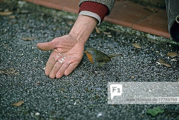 Europäisches Rotkehlchen (Erithacus rubecula) Nähert sich der Hand mit Nahrung auf ihr  England (S)