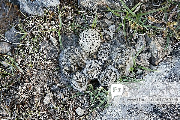 Flussregenpfeifer (Charadrius hiaticula) drei frisch geschlüpfte Küken mit einem nicht ausgebrüteten Ei am Nest  Shetlandinseln  Schottland  Juni